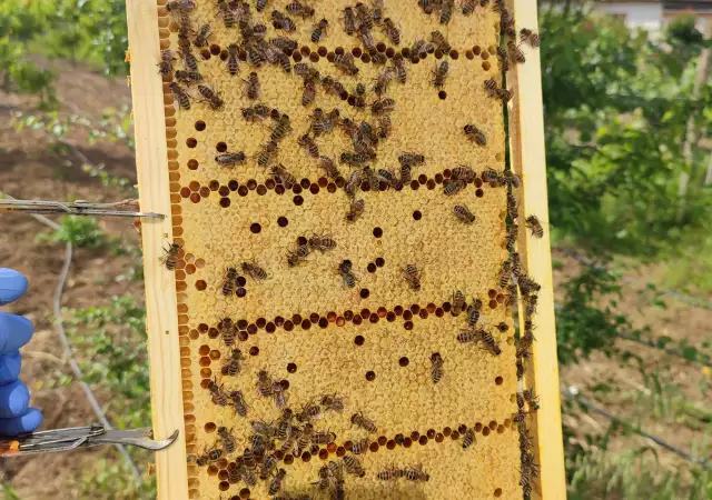 2. Снимка на Пчелни отводки