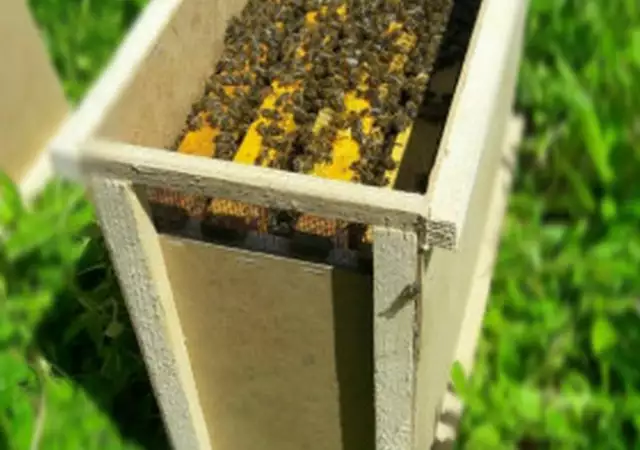 2. Снимка на Пчелни отводки 2024г.