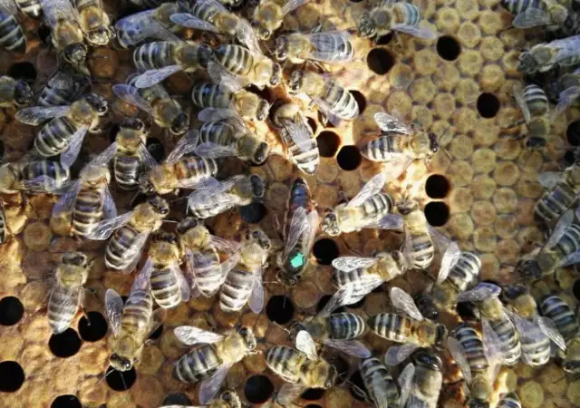 1. Снимка на Пчелни отводки 2024г.
