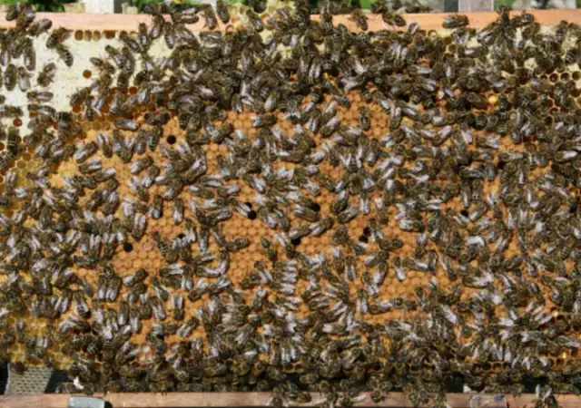3. Снимка на Пчелни отводки 2024г.