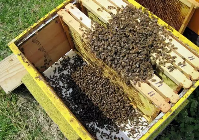 Пчелни отводки 2024г.
