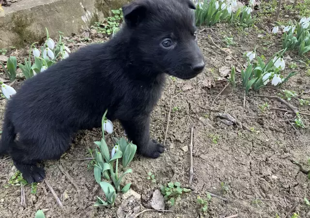Продавам кученца черна немска овчарка