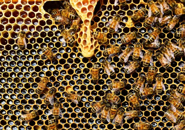 1. Снимка на Пордавам Пчелни отводки