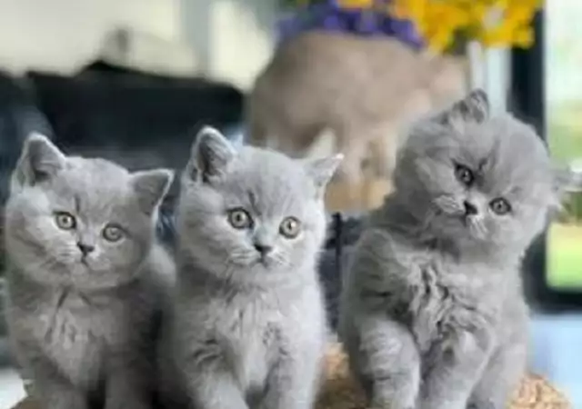 1. Снимка на Изящни игриви британски късокосмести котета чинчила