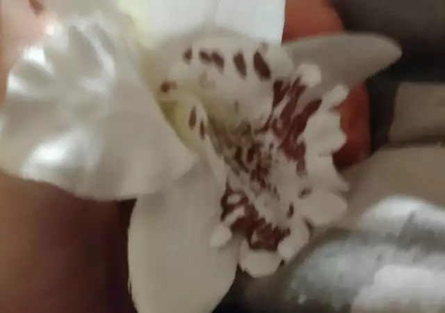 Шнолка - щипка Орхидея