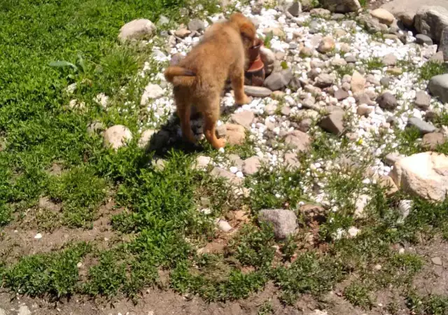 14. Снимка на Кученце Марта търси дом