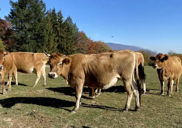 1. Снимка на Биосертифицирани бикове за разплод Джерсей, над 16 месеца