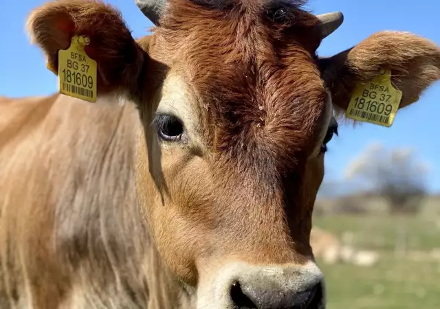 2. Снимка на Биосертифицирани бикове за разплод Джерсей, над 16 месеца