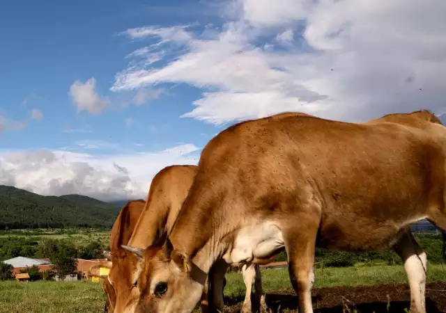 3. Снимка на Биосертифицирани бикове за разплод Джерсей, над 16 месеца