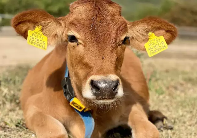 Биосертифицирани крави Джерсей, до 12 месеца
