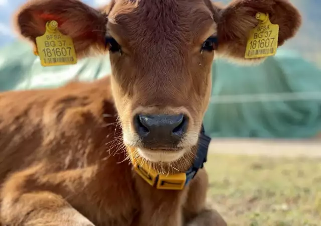 2. Снимка на Биосертифицирани крави Джерсей, до 12 месеца