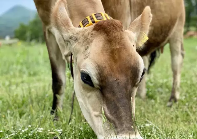 3. Снимка на Биосертифицирани крави Джерсей, до 12 месеца