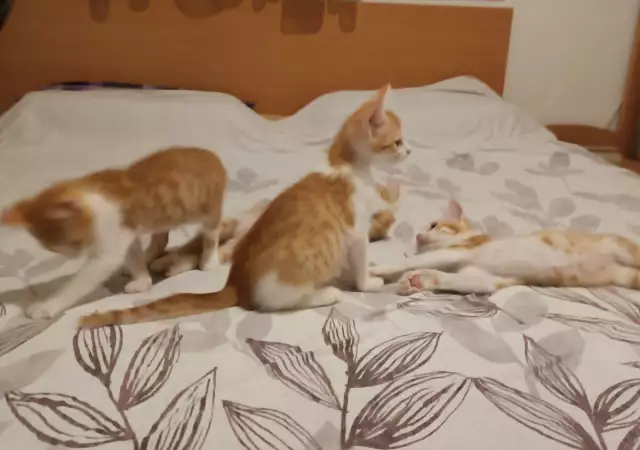 Подаряват се четири малки котета