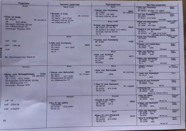 8. Снимка на Продавам три малки дратхаарчета мъжки