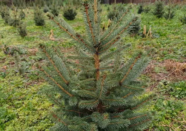 Живи коледни елхи