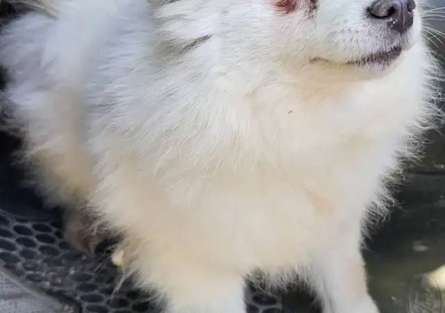 Кученца Шпицове