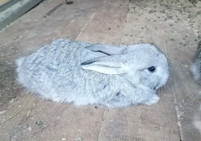 Продавам зайци на 1 месец. 10лв.