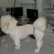 . Снимка на Подстригване на кучета и котки