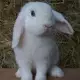 . Снимка на Продавам малко зайче
