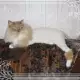 . Снимка на Подстригване на персийски котки