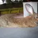 . Снимка на Продавам зайци белгийски великан