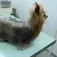 . Снимка на Подстригване на кучета в Стара Загора