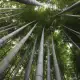 . Снимка на Гигантски бамбук семена
