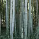 . Снимка на Гигантски бамбук семена
