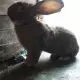 . Снимка на Продавам зайци великани
