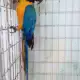 . Снимка на ИЗГОДНО Синьо - жълт папагал АРА