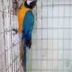 . Снимка на ИЗГОДНО Синьо - жълт папагал АРА