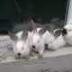 . Снимка на Калифорнийски зайци в гр.София