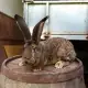 . Снимка на Продавам зайци белгийски великан