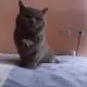. Снимка на британска късокосместа котка