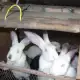 . Снимка на Продавам зайци