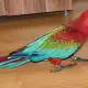 . Снимка на ОФЕРТА папагал Червена Ара