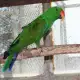 . Снимка на Оферта за папагал Еклектус
