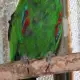 . Снимка на Оферта за папагал Еклектус