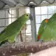 . Снимка на Оферта папагал Синъочела Амазона работна двойка