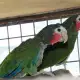 . Снимка на Оферта за папагал Кубинска Амазона работна двойка
