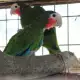 . Снимка на Оферта за папагал Кубинска Амазона работна двойка