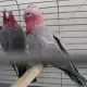 . Снимка на Офертаза папагали Розово Какаду работна двойка