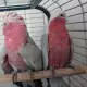 . Снимка на Офертаза папагали Розово Какаду работна двойка