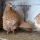 . Снимка на Гълъби Китайски Чайки