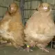. Снимка на Гълъби Китайски Чайки