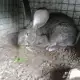 . Снимка на Зайци белгийски великан