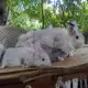 . Снимка на В гр.София се продават зайци от породата чинчил