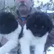 . Снимка на продавам българско овчарско куче