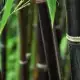 . Снимка на Семена черен бамбук