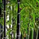 . Снимка на Семена черен бамбук